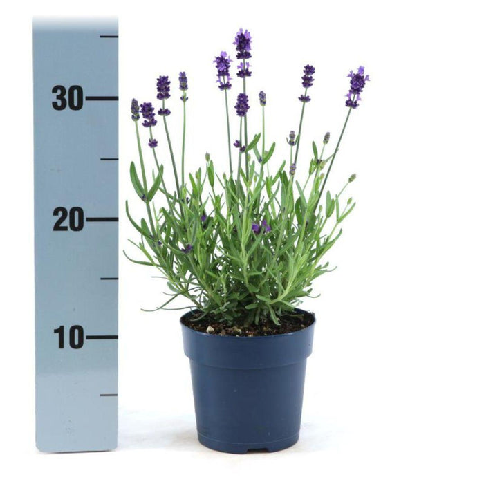 Lavendel Angustifolia Felice® Sæt På 6 - 12 Cm - Udendørs Blomstrende Plante