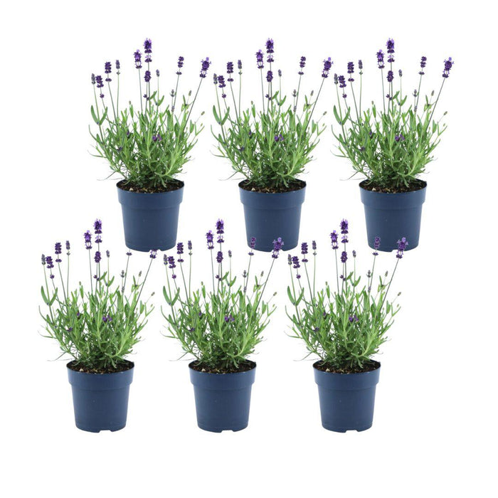 Lavendel Angustifolia Felice® Sæt På 6 - 12 Cm - Udendørs Blomstrende Plante