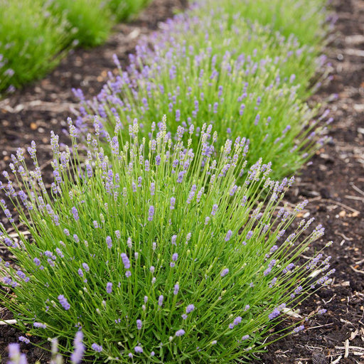 Lavendel Angustifolia Felice® Sæt På 6 - 12 Cm - Udendørs Blomstrende Plante
