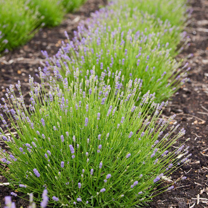 Lavendel Angustifolia Felice® Sæt På 6 - 12 Cm - Udendørs Blomstrende Plante