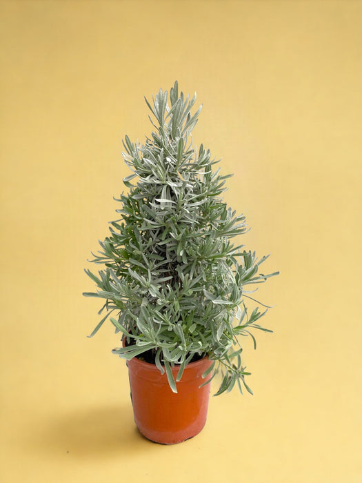 Lavendel Angustifolia Pyramide