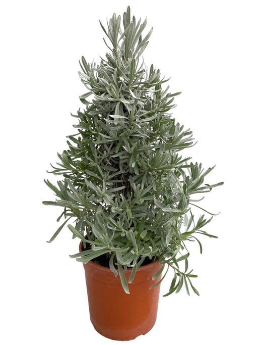 Lavendel Angustifolia Pyramide