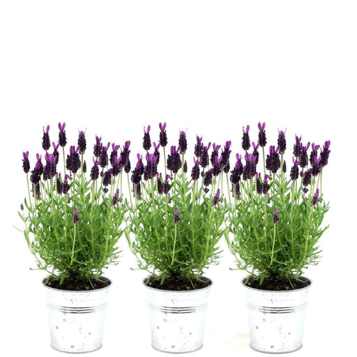 Lavendel I Potte - Sæt Med 3 - Ø13Cm - Udendørs Blomstrende Plante