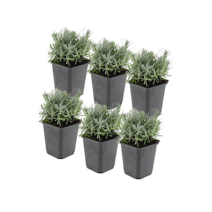 Lavendel 'Hidcote' - Sæt Med 6 Stk