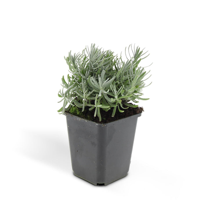 Lavendel 'Hidcote' - Sæt Med 6 Stk