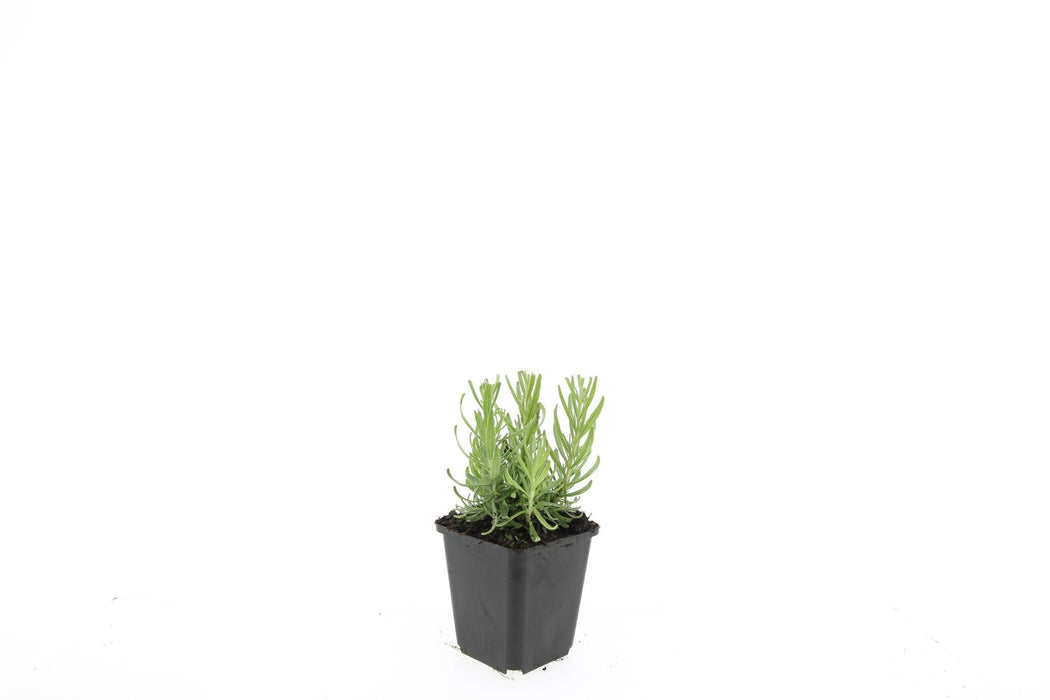 Lavendel 'Hidcote' - Sæt Med 6 Stk