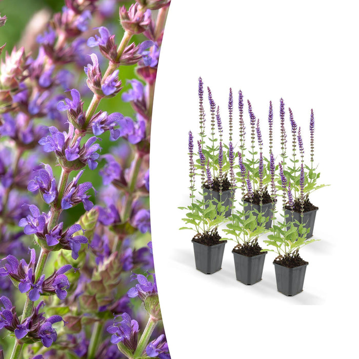 Lavendel 'Ostfriesland' - Sæt Med 6 Stk