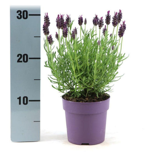 Lavendel Stoechas Anouk® Sæt Med 6 - D12 Cm - Blomstrende Udendørs Plante