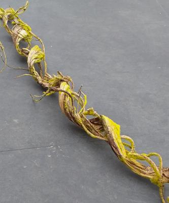 Kunstig Liana Med Mos Til Indretning