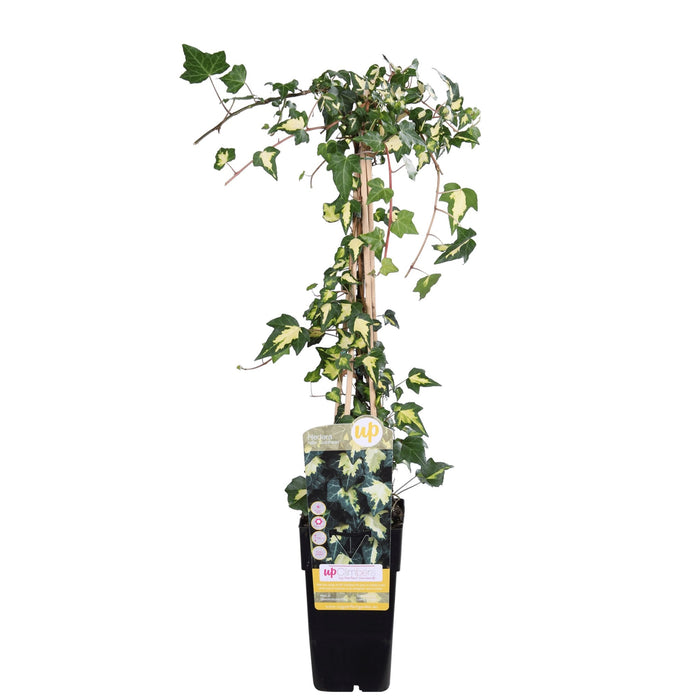 Ivy Hedera Colchica 'Dentata Variegata' - ↨65Cm - Ø15 - Udendørs Plante