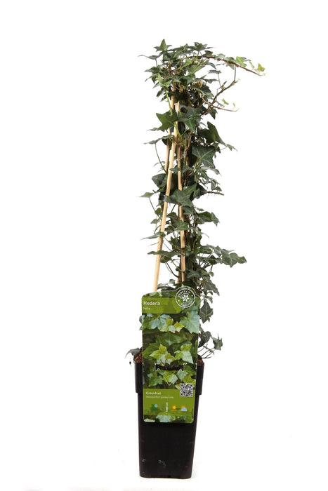 Ivy Hedera Helix - ↨65Cm - Ø15 - Klatre Udendørs Plante