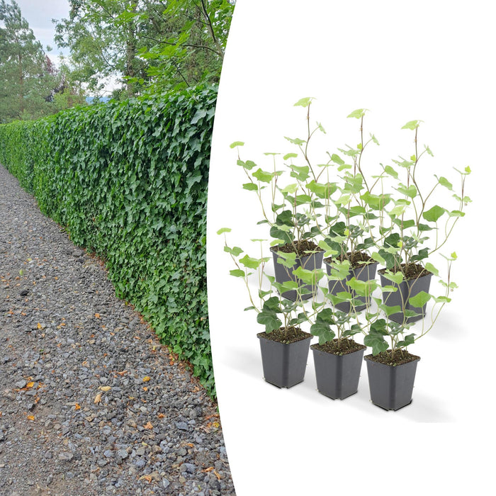 Ivy Hedera Hibernica - Sæt Med 6 Stk