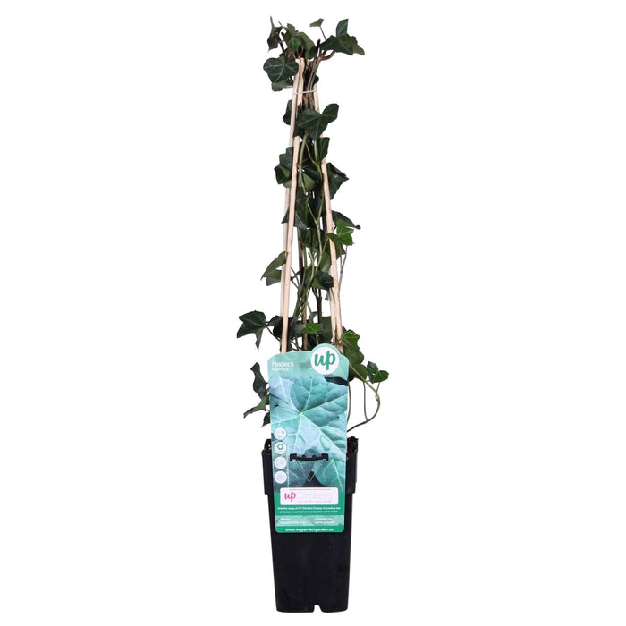 Ivy - Hedera Irish - ↨65Cm - Ø15 - Klatre Udendørs Plante