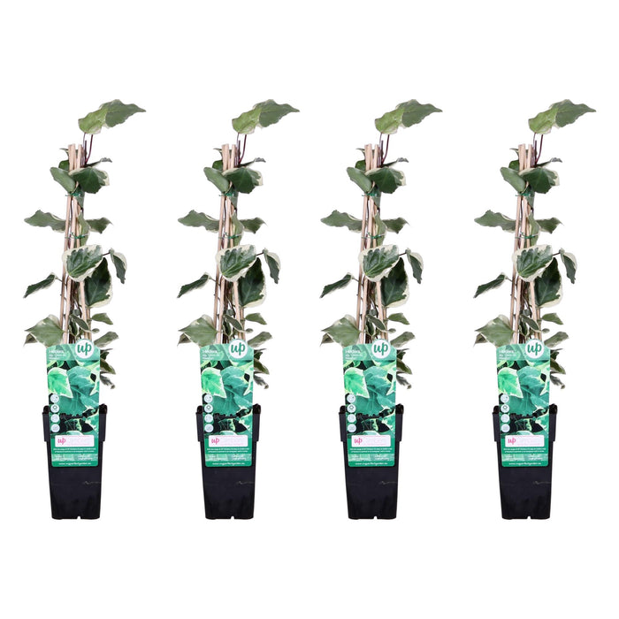 Ivy - Sæt Med 4 - ↨65Cm - Ø15 - Udendørs Klatreplante
