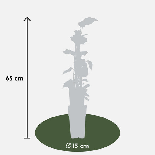 Ivy - Sæt Med 4 - ↨65Cm - Ø15 - Udendørs Klatreplante