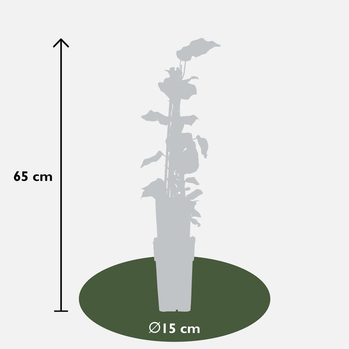 Ivy - Sæt Med 4 - ↨65Cm - Ø15 - Udendørs Klatreplante