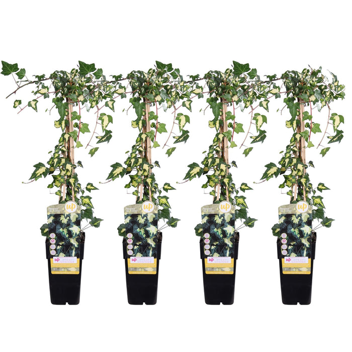 Ivy Variegata - Sæt Med 4 - ↨65Cm - Ø15 - Udendørs Klatreplante