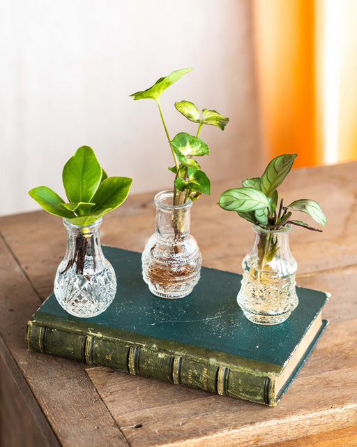 Lima - Trio Af Planter I Hydrokultur
