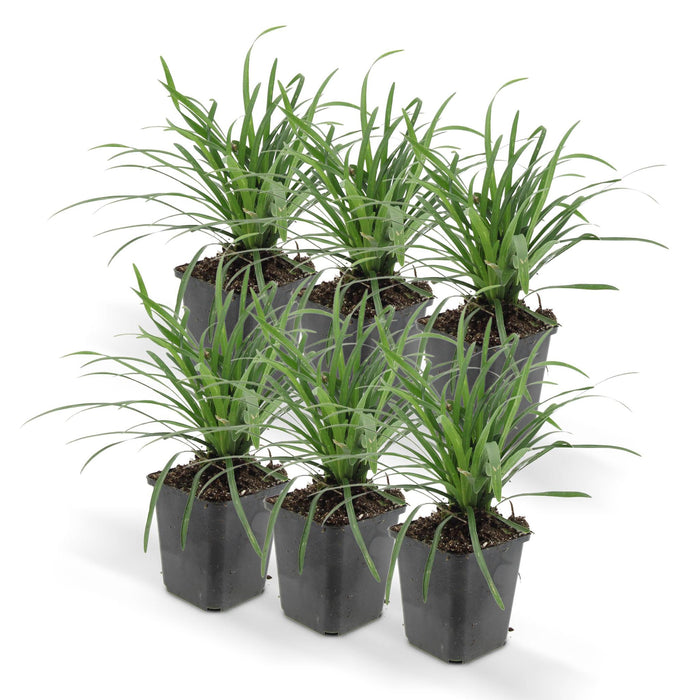 Liriope Muscari 'Big Blue' - Sæt Med 6 Stk