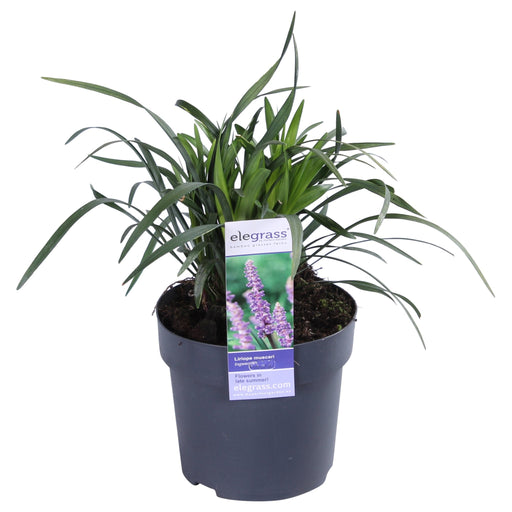 Liriope Muscari 'Ingwersen'