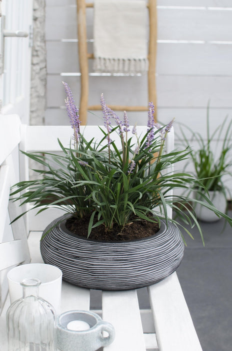 Liriope Muscari 'Ingwersen'