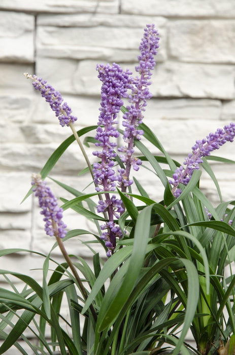 Liriope Muscari 'Ingwersen'