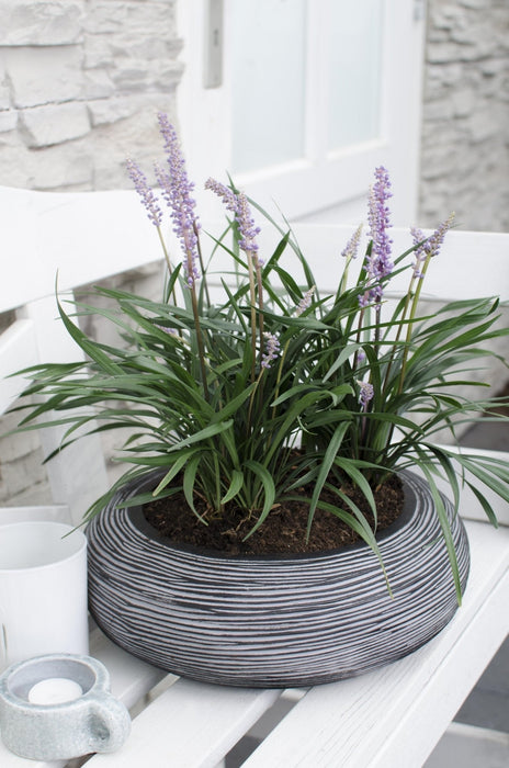 Liriope Muscari 'Ingwersen'