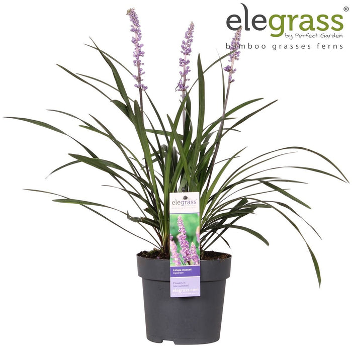 Liriope Muscari 'Ingwersen'