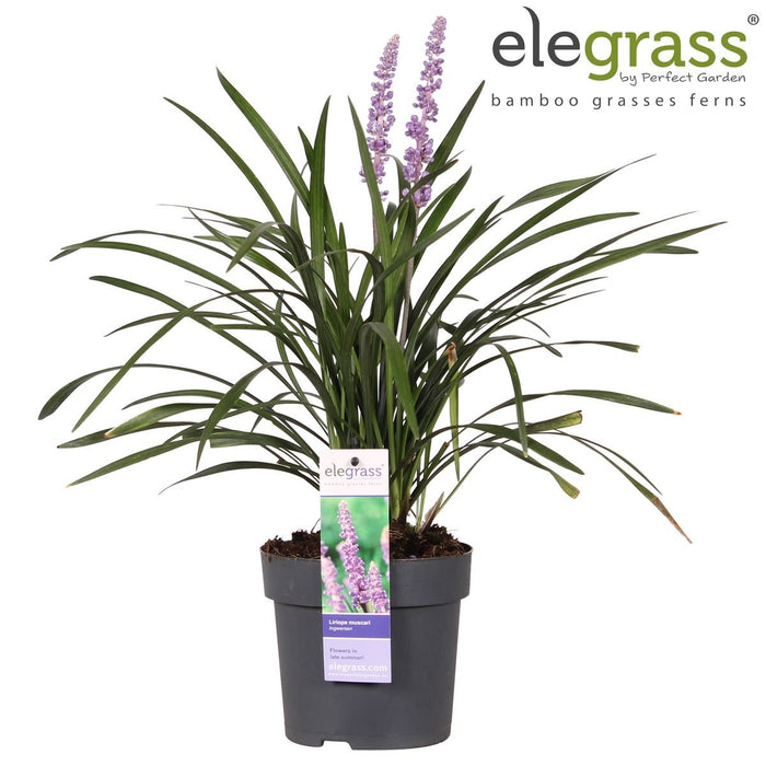 Liriope Muscari 'Ingwersen'