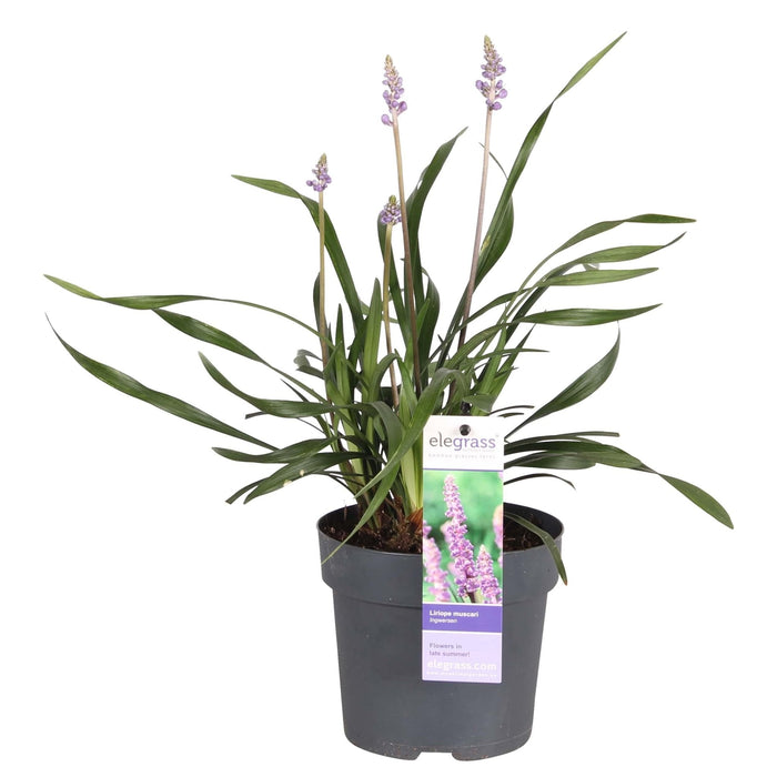 Liriope Muscari 'Ingwersen'