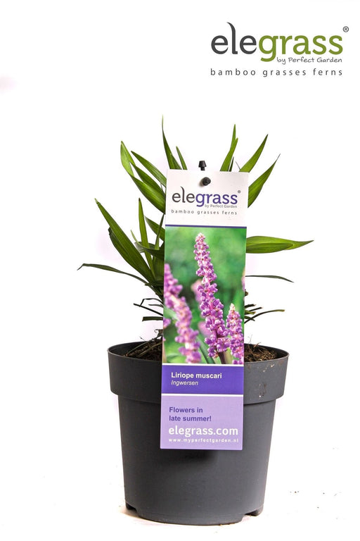 Liriope Muscari 'Ingwersen'
