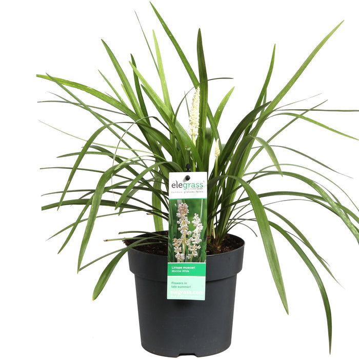 Liriope Muscari 'Monroe White'