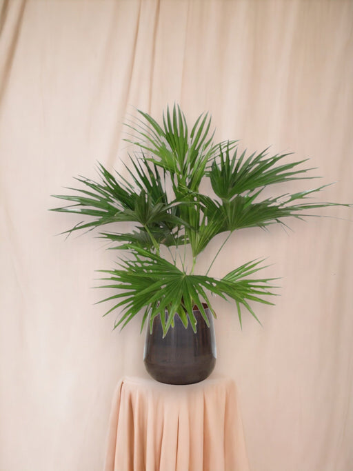 Livistona Chiensis