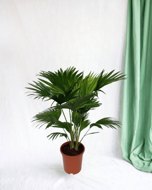 Livistona Rotundifolia H70Cm