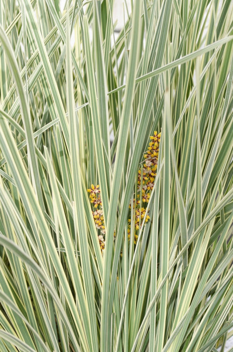 Lomandra Longifolia 'White Sands'