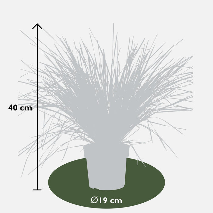 Lomandra Longifolia 'White Sands'