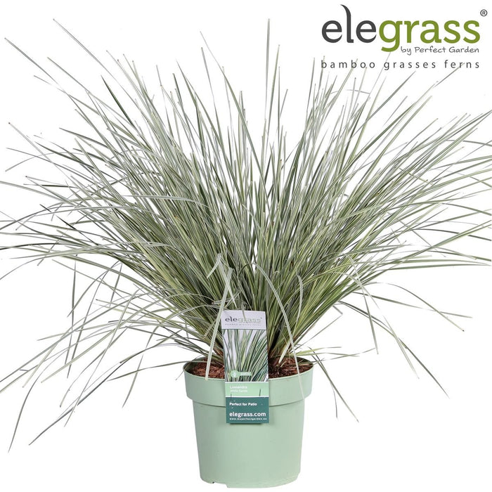 Lomandra Longifolia 'White Sands'