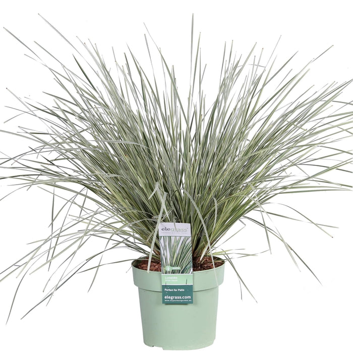 Lomandra Longifolia 'White Sands'