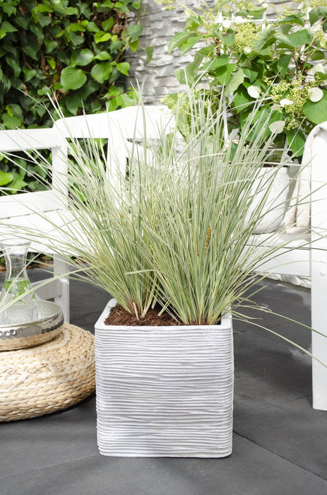 Lomandra Longifolia 'White Sands'
