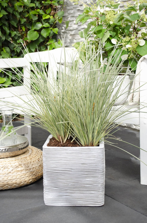 Lomandra Longifolia 'White Sands'
