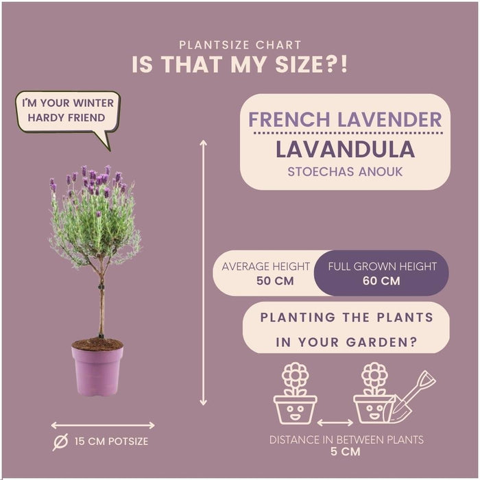 Sæt Med 2 Anouk® Lavendelbuske - D15Cm - Udendørs Plante