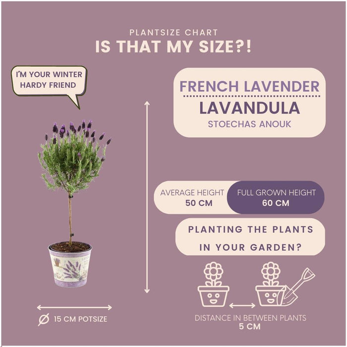 Sæt Med 2 Anouk® Lavendelbuske - D15Cm - Udendørs Plante