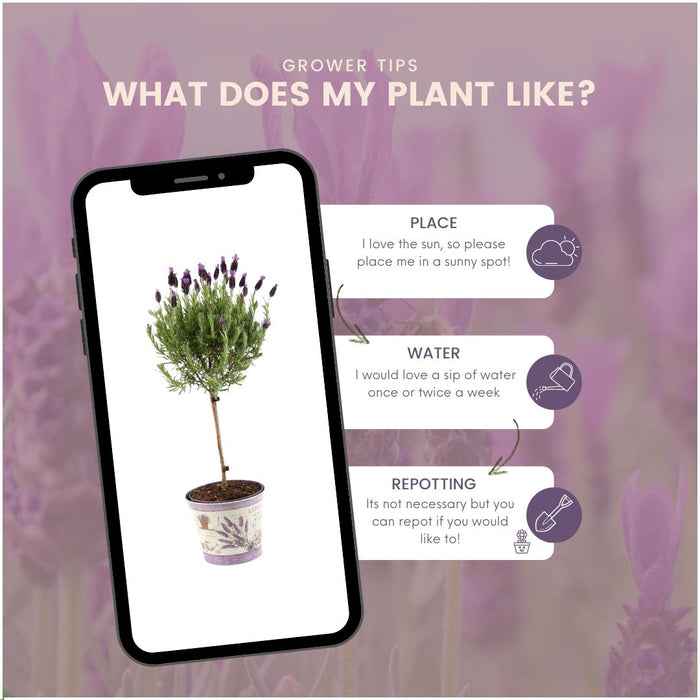 Sæt Med 2 Anouk® Lavendelbuske - D15Cm - Udendørs Plante