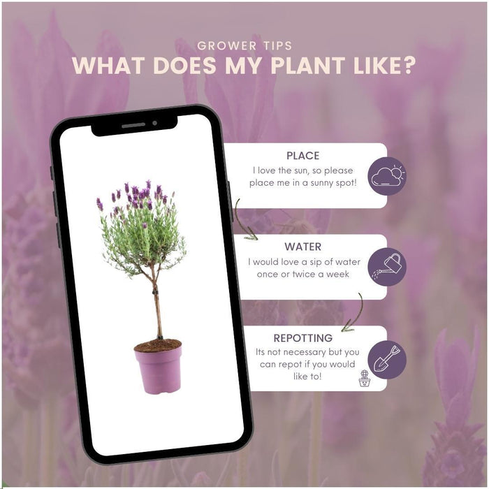 Sæt Med 2 Anouk® Lavendelbuske - D15Cm - Udendørs Plante