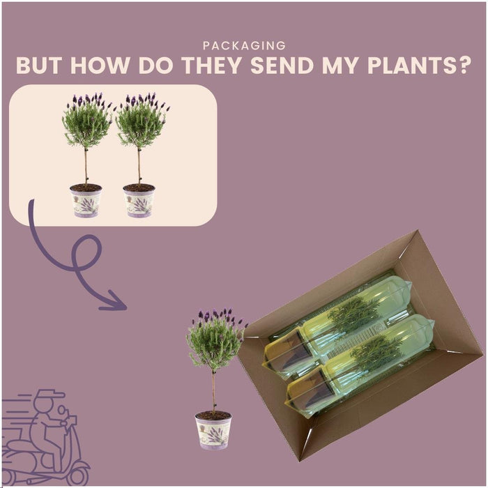 Sæt Med 2 Anouk® Lavendelbuske - D15Cm - Udendørs Plante