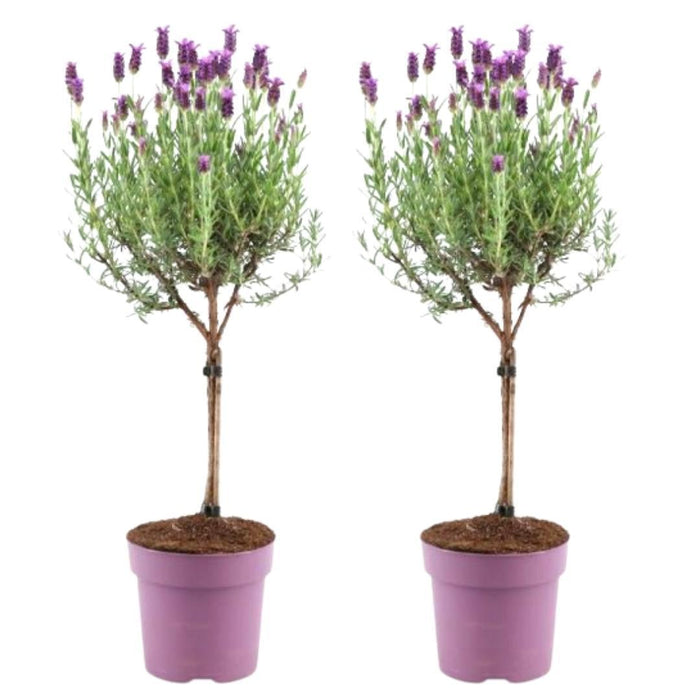 Sæt Med 2 Anouk® Lavendelbuske - D15Cm - Udendørs Plante