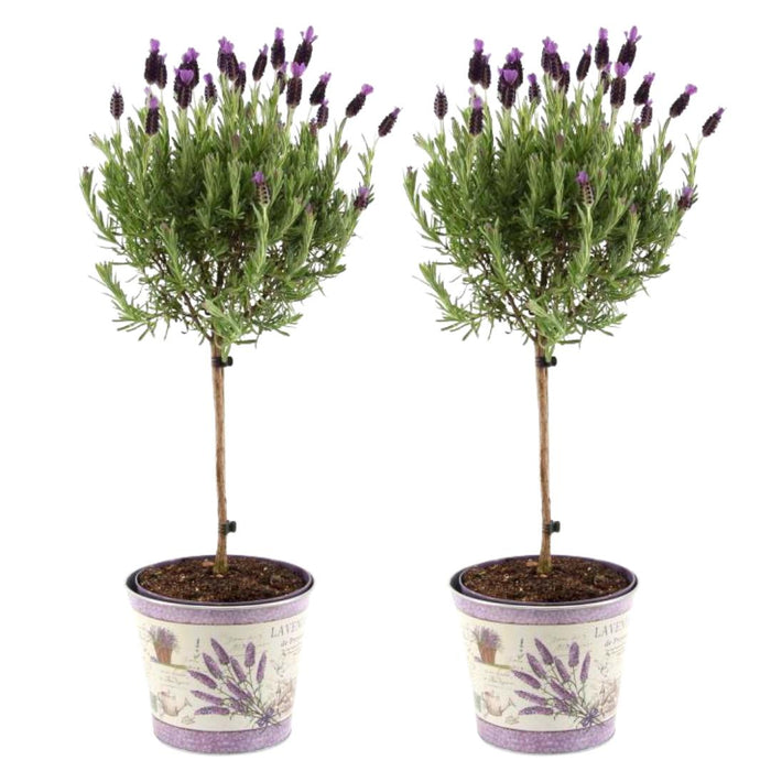 Sæt Med 2 Anouk® Lavendelbuske - D15Cm - Udendørs Plante