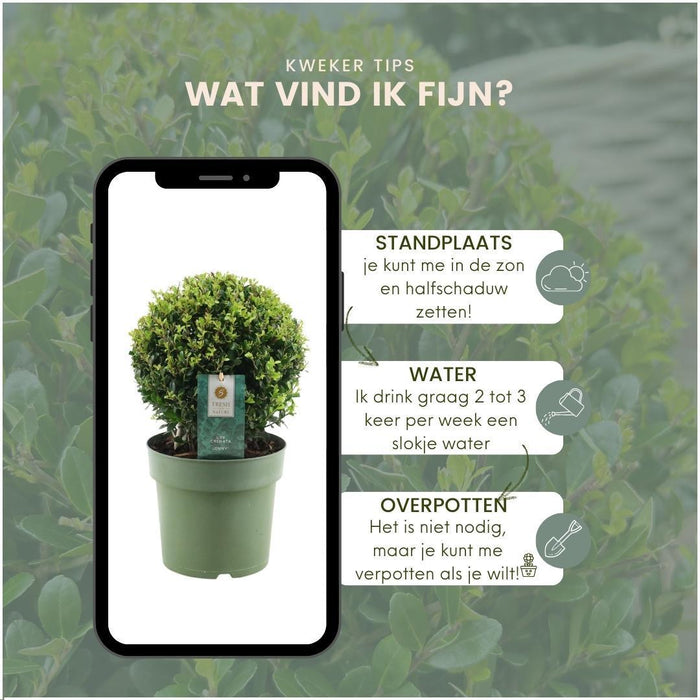 Parti På 2 Ilex Crenata 'Jenny' Ø20Cm