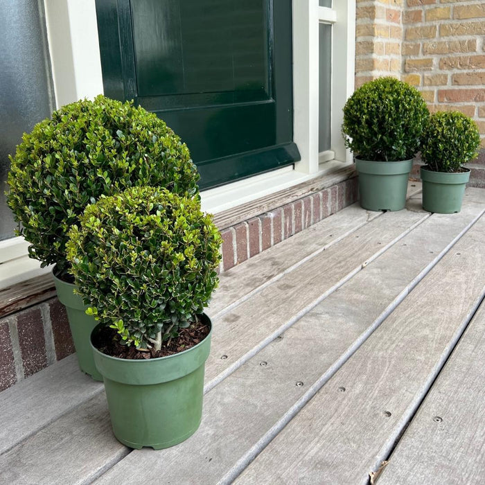 Parti På 2 Ilex Crenata 'Jenny' Ø20Cm