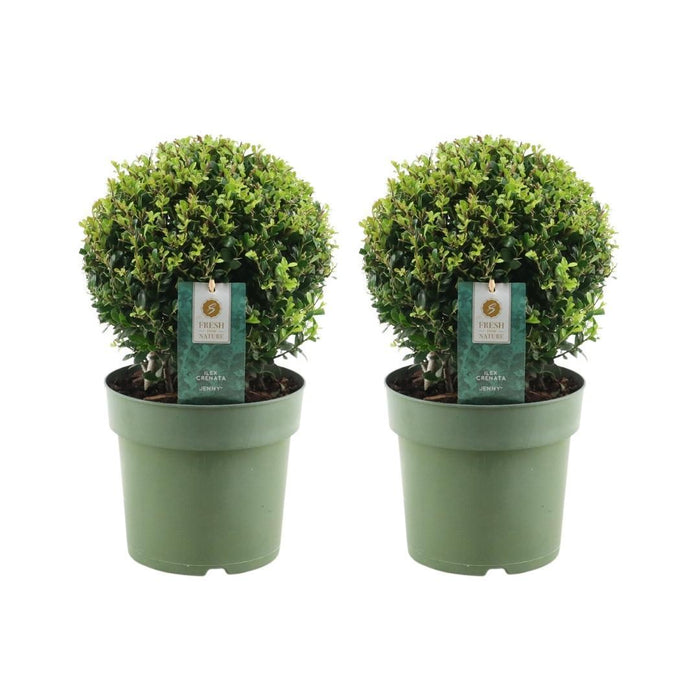 Parti På 2 Ilex Crenata 'Jenny' Ø20Cm